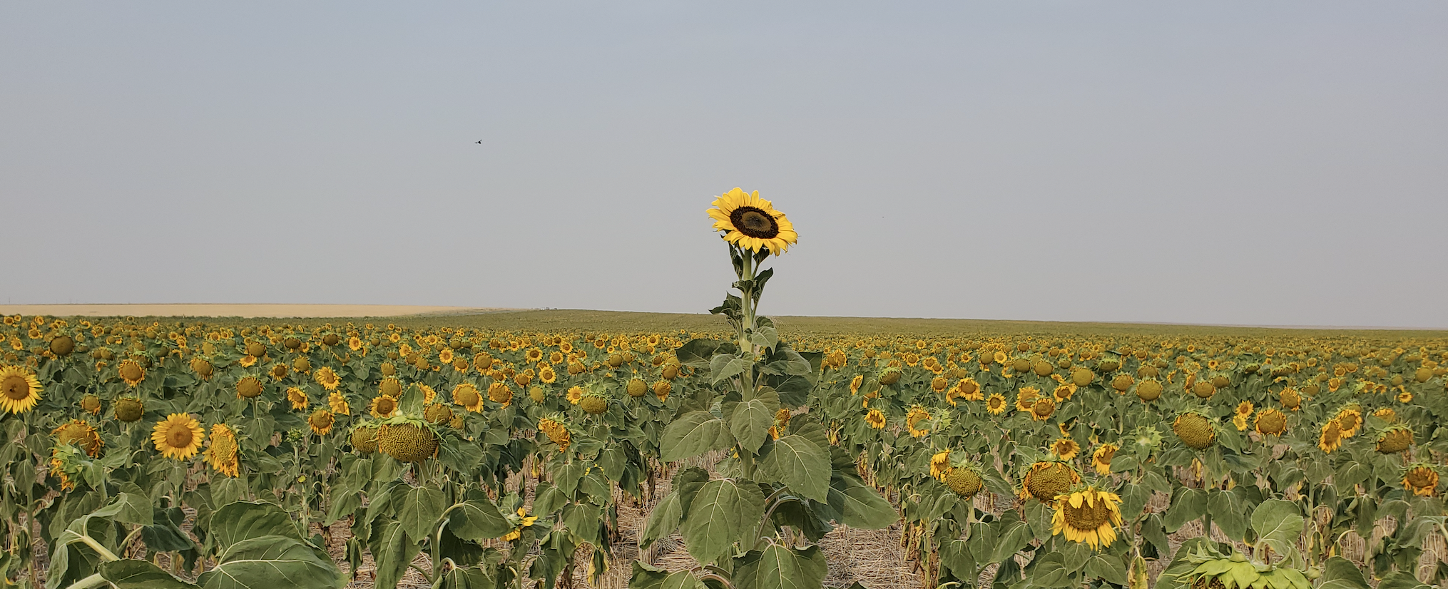 Colorado sunflowers by Eve